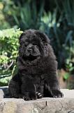 CHOW CHOW 348